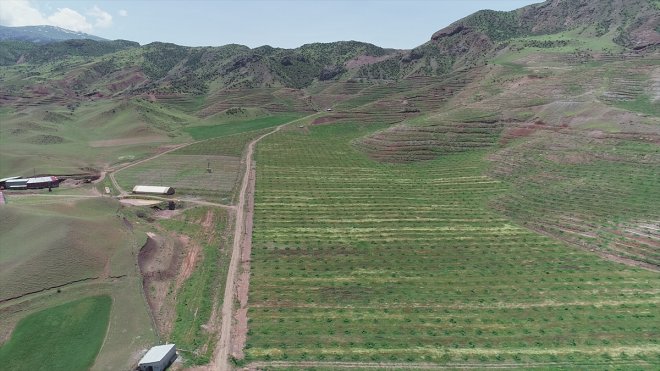 Çorak araziyi ceviz fideleriyle yeşerten çiftçi ilk mahsulü toplamaya hazırlanıyor