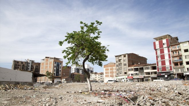 Depremde yıkılan çay ocağından geriye kalan kayısı ağacından vazgeçemiyor