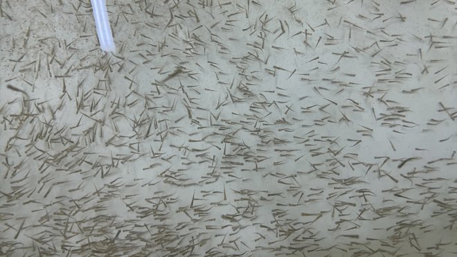 Elazığ'da bu yıl 700 bin siraz balığı yavrusu ekonomiye kazandırılacak