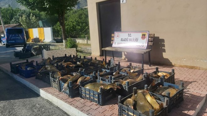 Elazığ'da kaçak avlanan 1,5 ton balık ele geçirildi