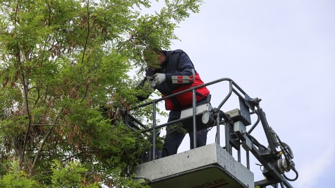 Erciş'te yuvalarından düşen 2 karga yavrusu itfaiye ekiplerince yerlerine bırakıldı