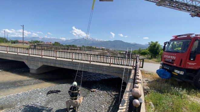 Erzincan'da dere yatağında mahsur kalan köpek kurtarıldı
