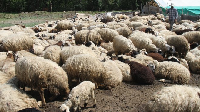 Erzincan'da kurt sürüsü 20 koyunu telef etti