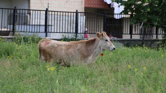 Erzurum'da "kurban yakalama timi" kaçan büyükbaşı yakaladı