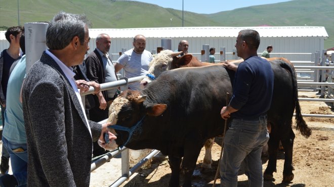 Erzurum'daki hayvan pazarında Kurban Bayramı hareketliliği