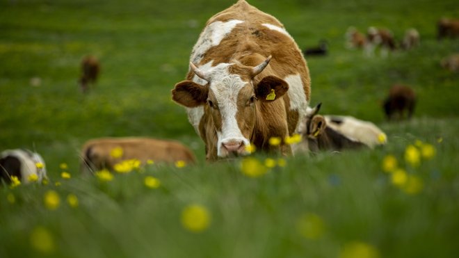 ERZURUM - Karların eridiği Palandöken Dağı çiçeklerin farklı tonlarıyla renklendi1
