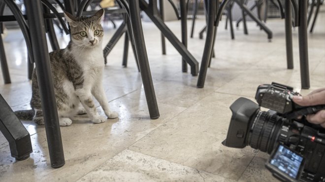 Kışın donmak üzereyken bulunan "Fındık" buz müzesinin maskotu oldu