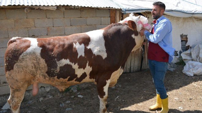 Hakkari'de 1 tonluk kurbanlık dana 130 bin liradan satışa çıkarıldı