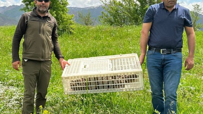 Hakkari'de doğaya 650 keklik salındı