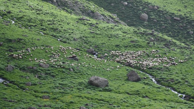 Göçerler yazı geçirmek için Van ve Hakkari'deki serin yaylaları tercih ediyor