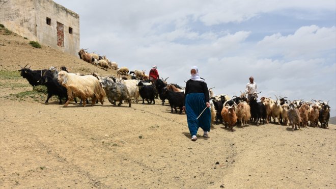 Kanser hastası kadın devlet desteğiyle sahip olduğu sürüsünü büyütüyor