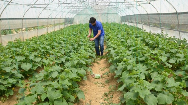 HAKKARİ - Yüksekovalı mevsimlik işçi 2 dönümlük arazisine sera kurarak üretime başladı1