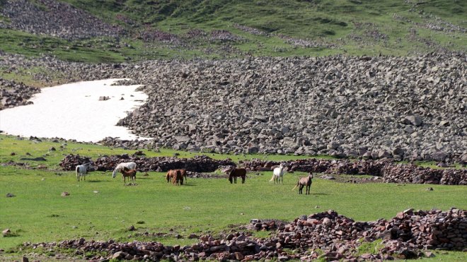 Aras Dağları yeşeren doğasıyla yılkı atlarını ağırlıyor