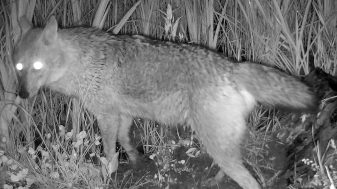 Aras Nehri kıyısında yiyecek arayan çakal sürüsü fotokapana yansıdı