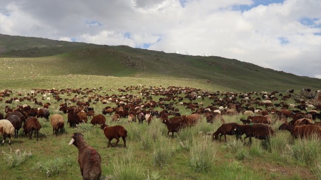 Iğdır'da bol yağışla yeşeren doğa, besicileri göçten ve masraftan kurtardı