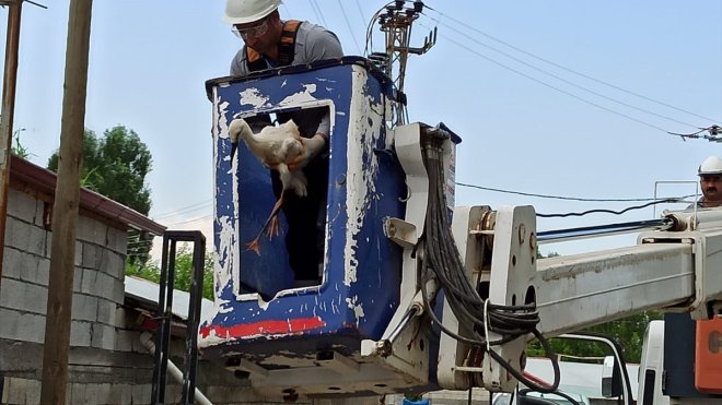 Iğdır'da terk edilen 2 leylek yavrusu koruma altına alındı