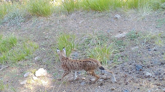 IĞDIR/KARS - Vaşaktan bozayıya çok sayıda yaban hayvanı uydu vericisiyle takip ediliyor1