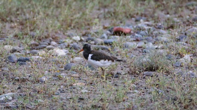 IĞDIR - Kırmızı listedeki poyraz kuşları Iğdır