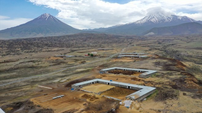 IĞDIR - Sınır hattındaki otlaklar büyükbaş ve küçükbaş hayvan üretiminde değerlendiriliyor1