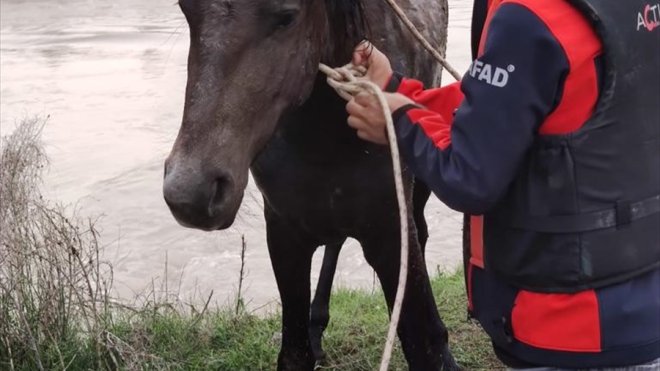 IĞDIR - Sulama barajına düşen atı AFAD kurtardı1