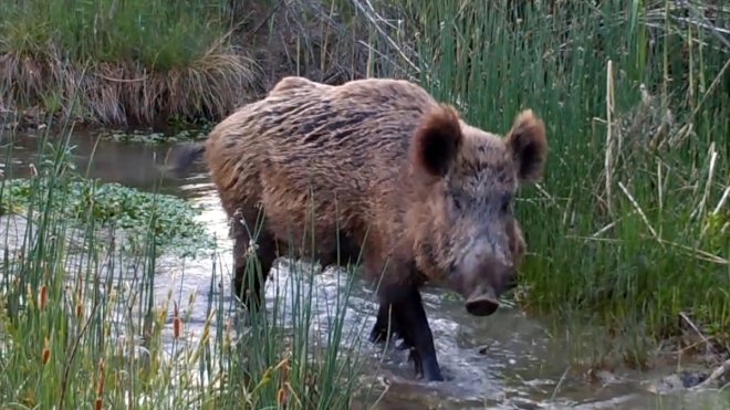 Iğdır'da yiyecek arayan domuz sürüsü fotokapana yansıdı