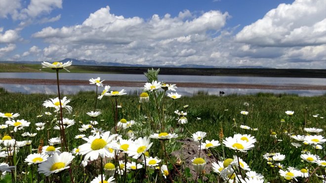 Asboğa Gölü rengarenk çiçek ve göçmen kuşlarla şenlendi