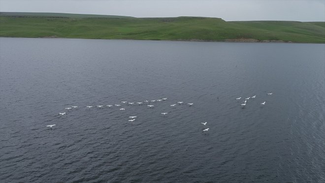 Kars Barajı pelikan sürüsünü ağırlıyor