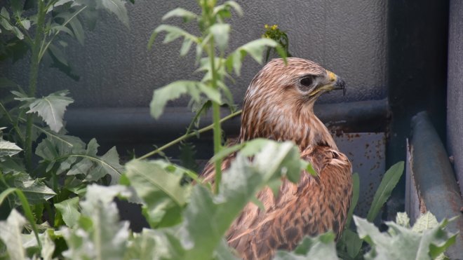 Kafkas Yaban Hayvanı Kurtarma ve Rehabilitasyon Merkezi, yaban hayatına şifa oluyor