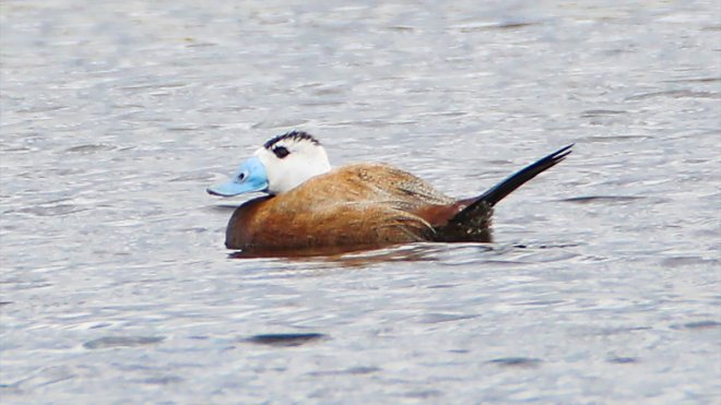 Kırmızı listedeki dikkuyruk Kars'taki sulak alanda görüntülendi