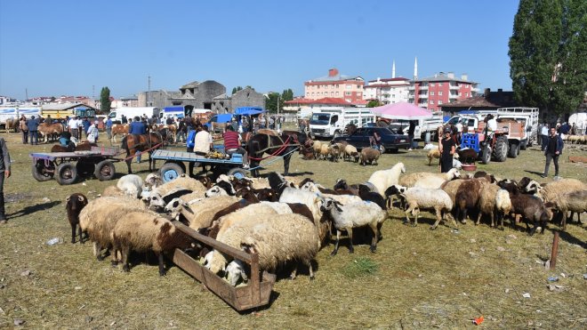 Kars'ta hayvan pazarlarında Kurban Bayramı hareketliliği arttı