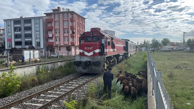 Kars'ta kurbanlıkların tren raylarında tehlikeli pazar yolculuğu