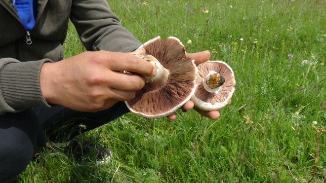 Kars'ta yağışların ardından çıkan "çayır mantarı" toplanıyor
