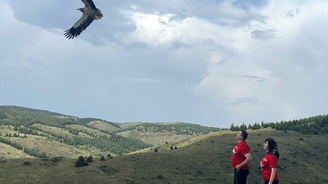 Zehirlendiği düşünülen akbabalar tedavilerinin ardından doğaya bırakıldı