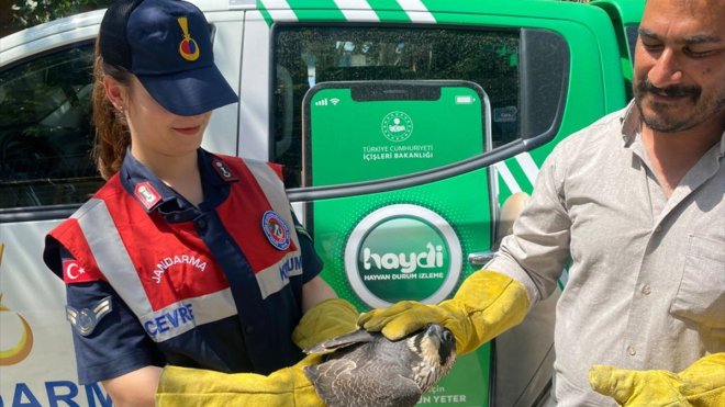 Malatya'da yaralı bulunan doğan tedavi edilecek