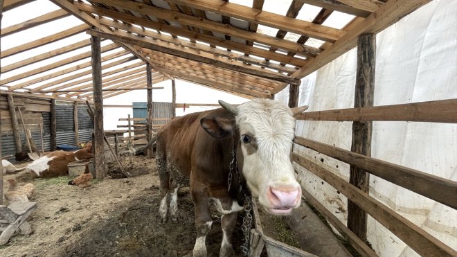 MALATYA - Depremzede besiciler devlet desteğiyle hayvancılığı sürdürüyor1