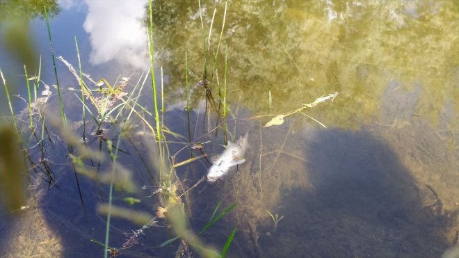 Malatya'nın Arguvan ilçesindeki balık ölümleri araştırılıyor