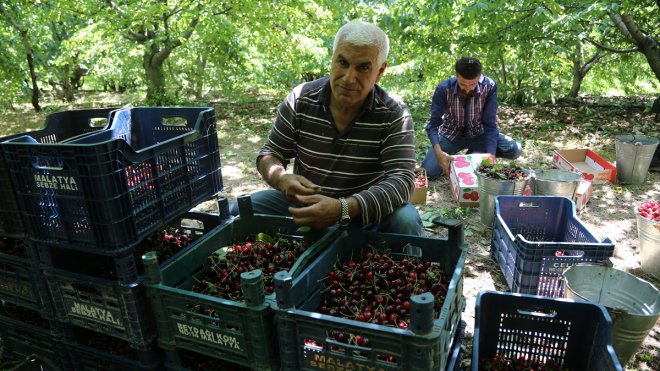 MALATYA - Yeşilyurt ilçesinde kiraz hasadı başladı1
