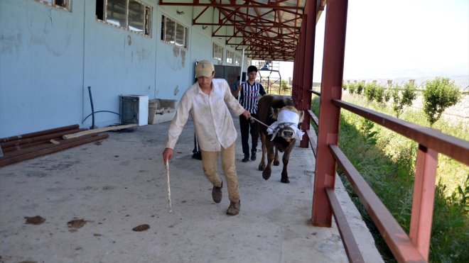 Muş'tan batı illerine binlerce bin kurbanlık gönderildi