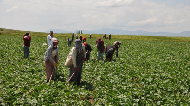 MUŞ - Kadın tarım işçilerinin Muş