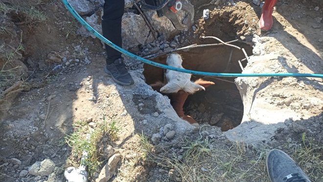 Muş'ta kapağı çalınan menhole düşen inek iki saatlik çalışmayla kurtarıldı