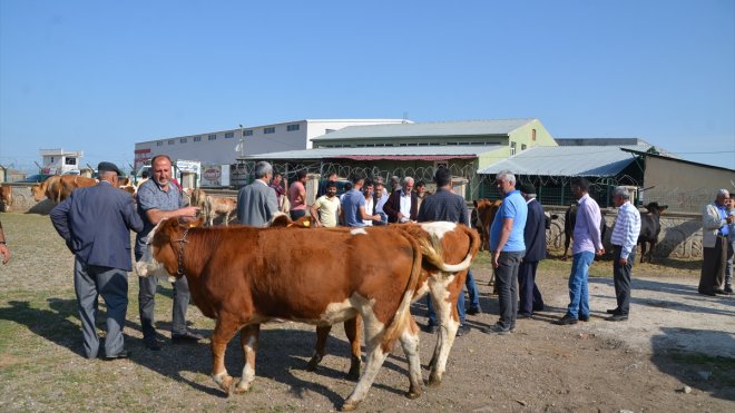 Muş'ta hayvan pazarında hareketlilik artıyor
