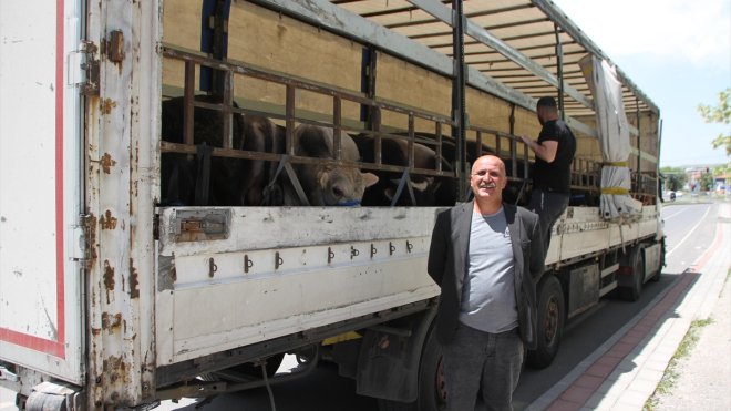 Muş'ta kurbanlık sevkiyatı devam ediyor