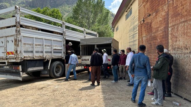 Şemdinli'de çiftçilere küçükbaş hayvan desteği