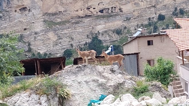 Tunceli'de koruma altındaki yaban keçileri yerleşim yerine indi
