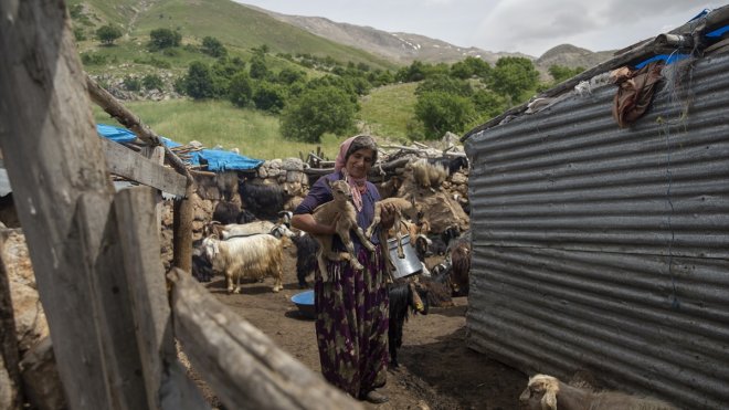 Öksüz kalan yaban keçileri "Munzur" ve "Dersim" besici aileye emanet