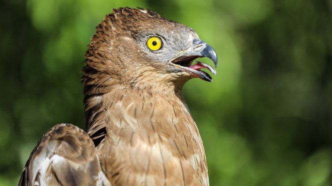 Van'da bitkin halde bulunan arı şahini tedavi altına alındı