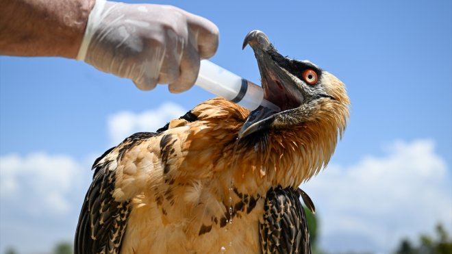 Van'da 5 ayda 20 yaban hayvanı tedavisinin ardından doğaya bırakıldı