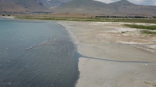 Van Gölü havzası birçok kuş türüne ev sahipliği yapıyor
