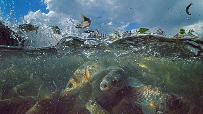 VAN - İnci kefalleri akarsulardaki debi düşüklüğü nedeniyle en zor göç dönemlerinden birini yaşıyor1