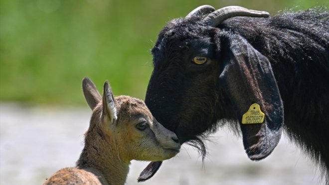VAN - Mehmetçiğin bulduğu yaban keçisi yavrusuna Halep keçisi süt annelik yapıyor1